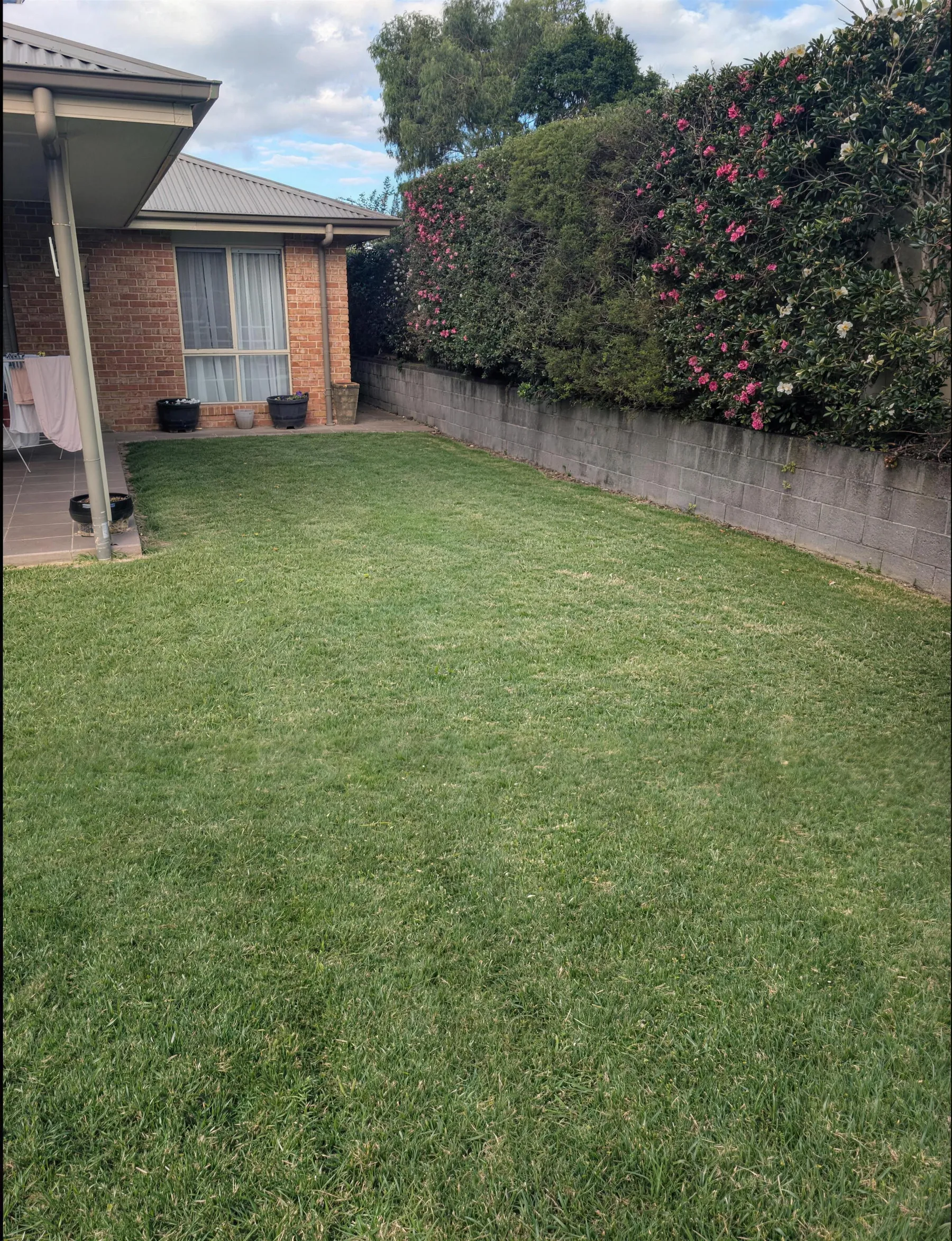A lush backyard lawn running to a camellia hedge