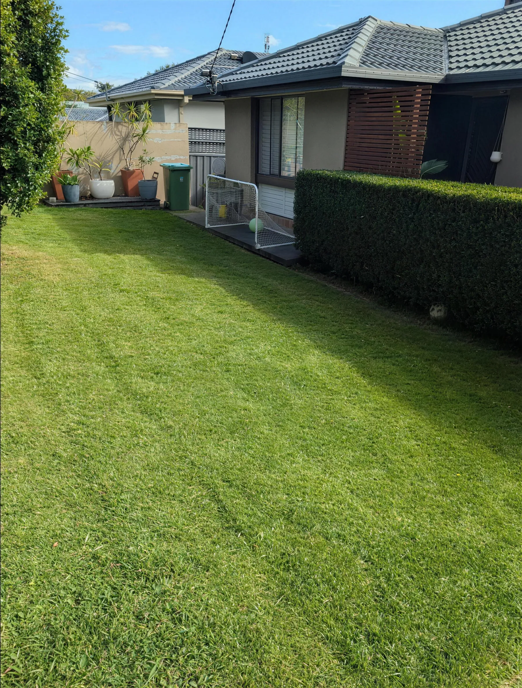 A healthy backyard lawn beside a trimmed hedge and patio