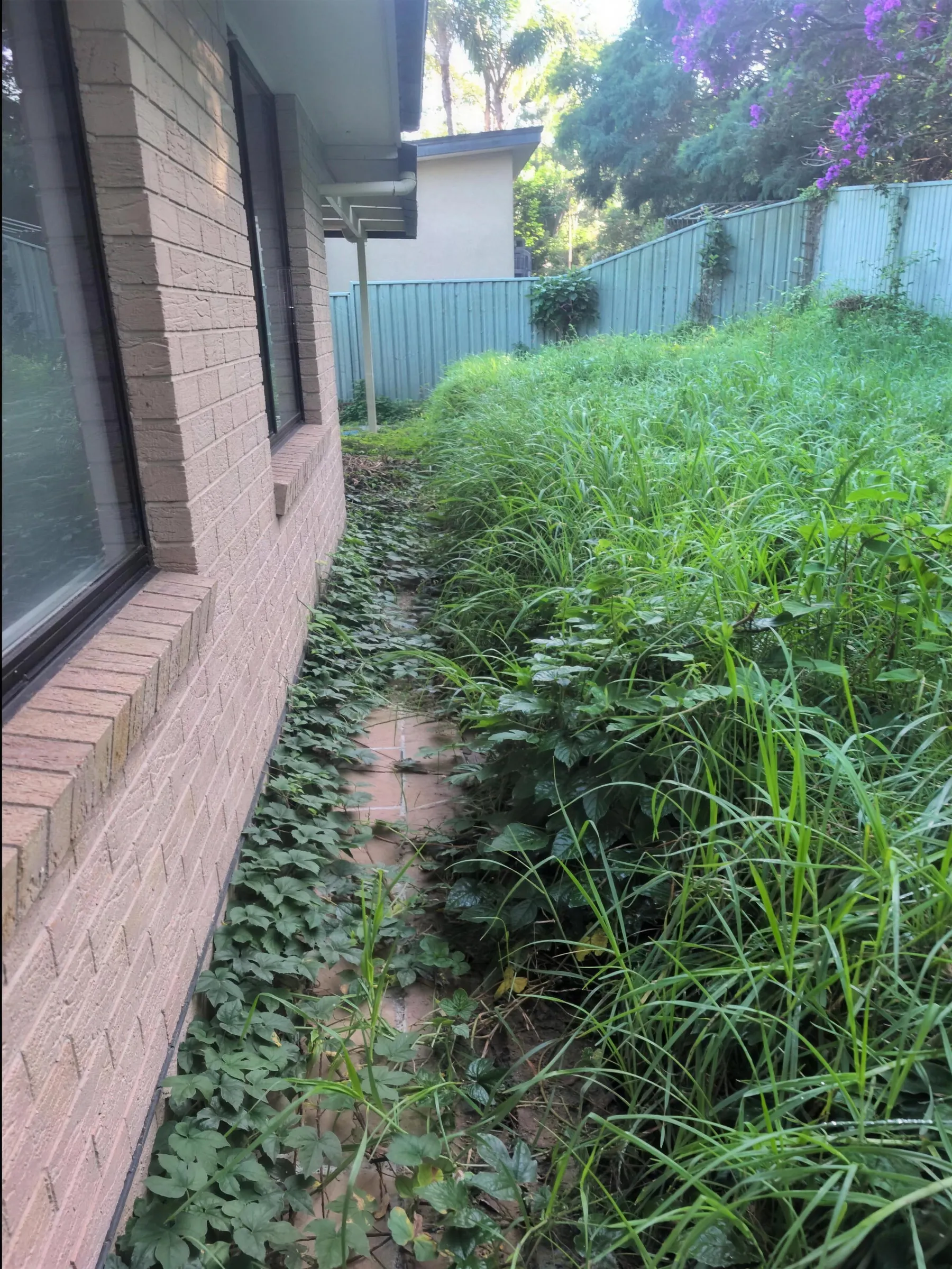 An overgrown side path with long grass and weeds against a brick wall