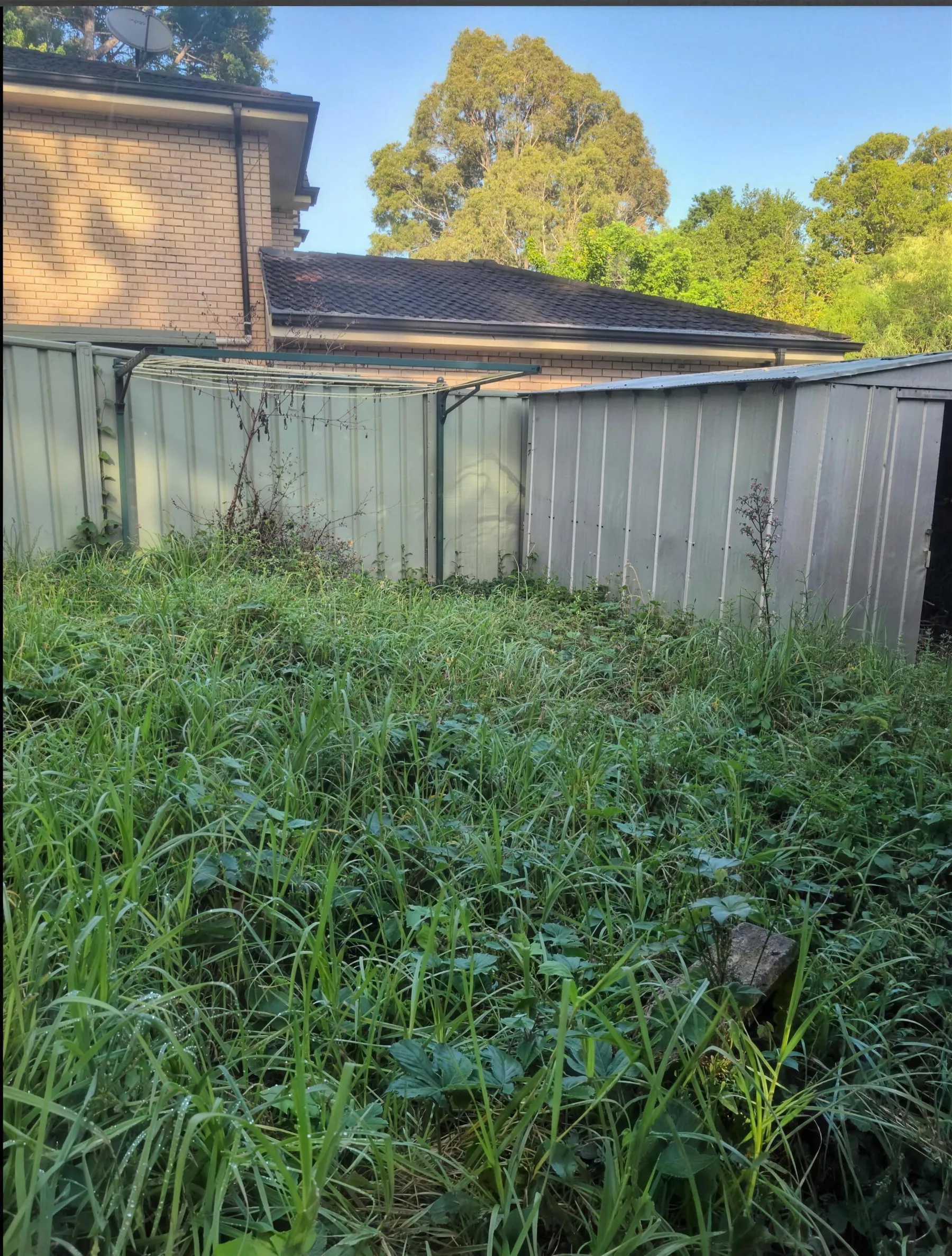 A backyard overtaken by knee-high grass and weeds