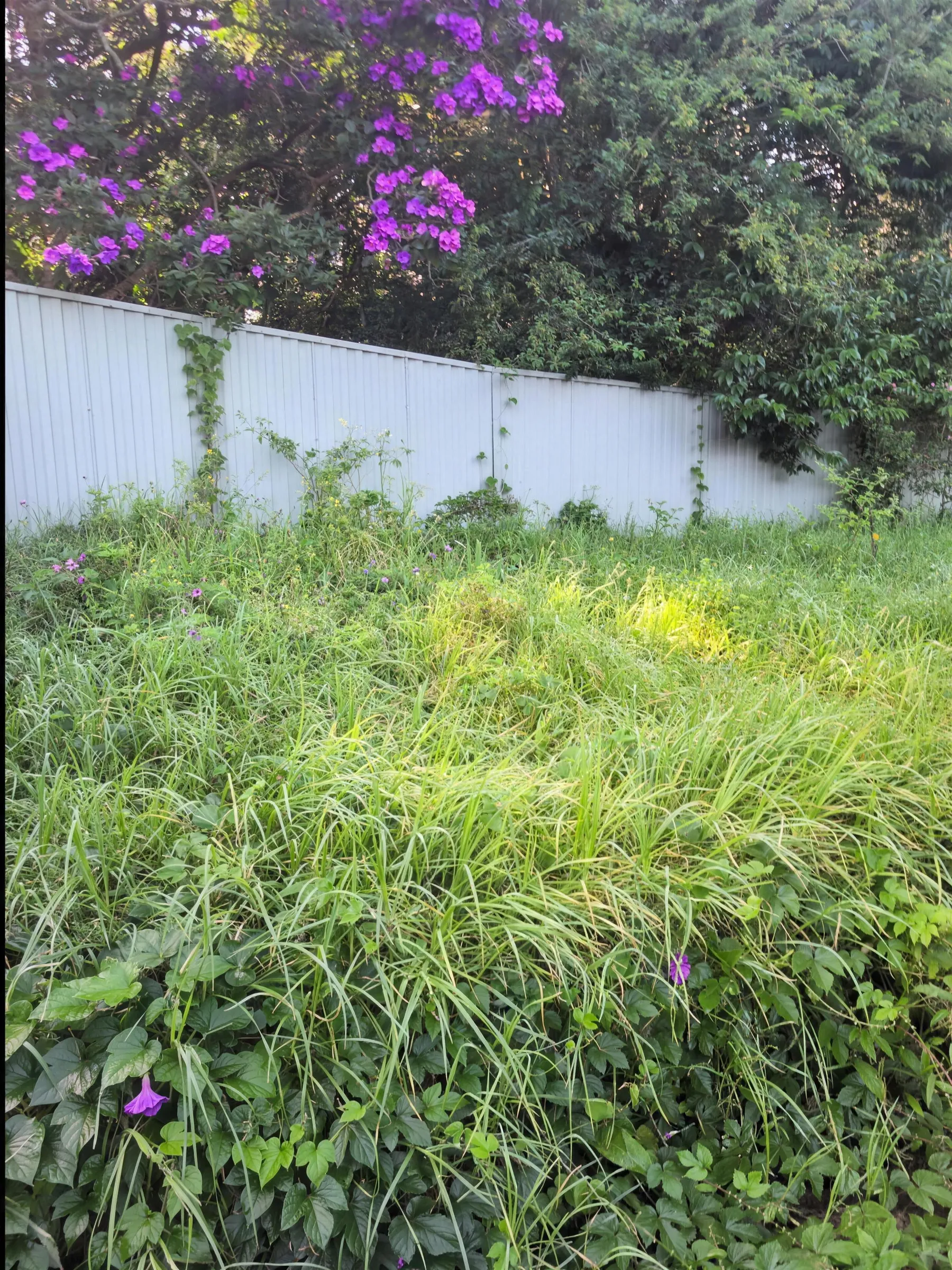 Long tangled grass and creepers covering a back fence line